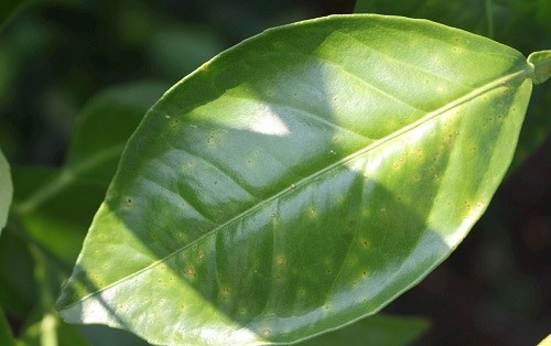 葉面積分析儀有什么作用?葉面積儀更好的分析植物長(zhǎng)勢(shì) 葉面積分析儀有什么作用?葉面積儀更好的分析植物長(zhǎng)勢(shì)