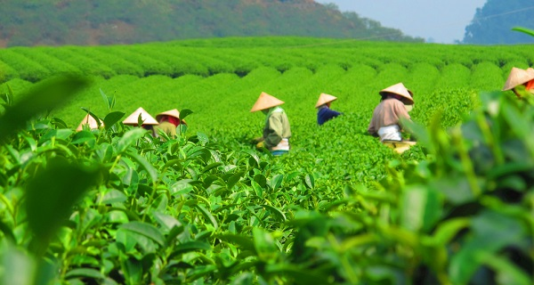用科學(xué)說話春茶是否存在農(nóng)藥超標(biāo)問題？用農(nóng)藥殘留速測儀一測究竟！
