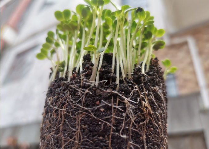 根系分析儀是什么？植物根系掃描系統(tǒng)可測量范圍介紹