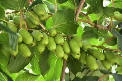 軟棗獼猴桃農(nóng)殘檢測用果蔬農(nóng)殘速測儀器 軟棗獼猴桃農(nóng)殘檢測用果蔬農(nóng)殘速測儀器