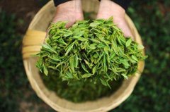 食品檢測儀器設(shè)備助力提升采摘春茶品質(zhì) 食品檢測儀器設(shè)備助力提升采摘春茶品質(zhì)